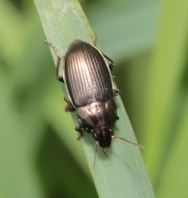 Amara similata - gyakori közfutó Amara similata - gyakori közfutó