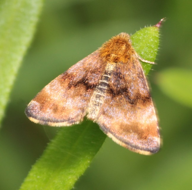 Panemeria tenebrata - apró sárgabagoly