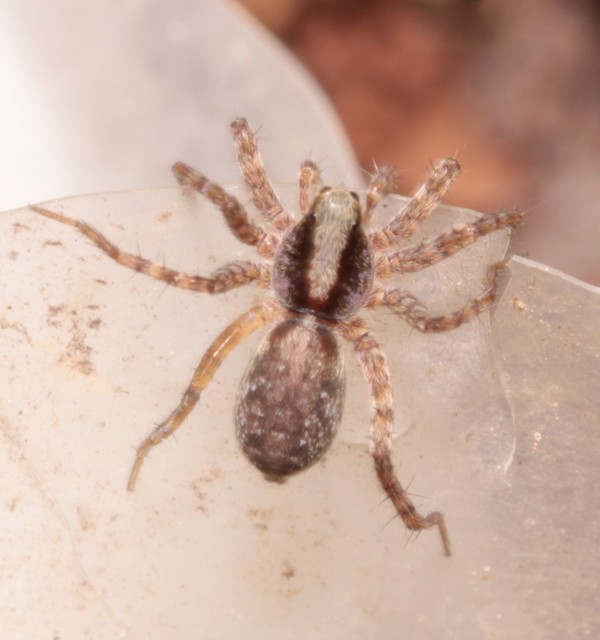 Pardosa