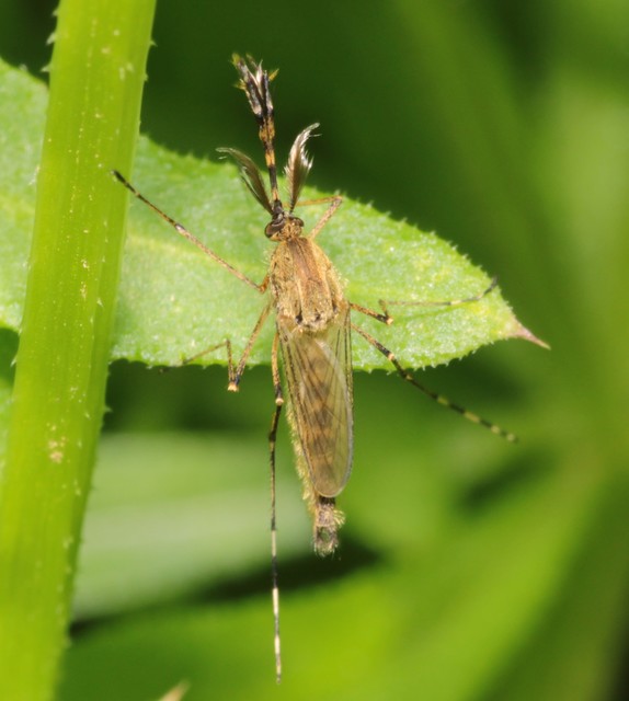 Culicidae - csípőszúnyogok