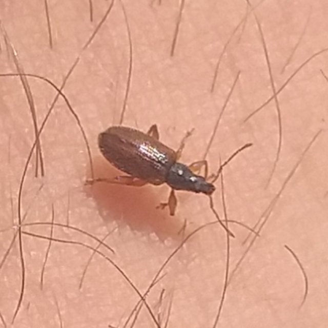Phyllobius oblongus - közönséges levélormányos