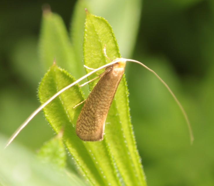 Nematopogon