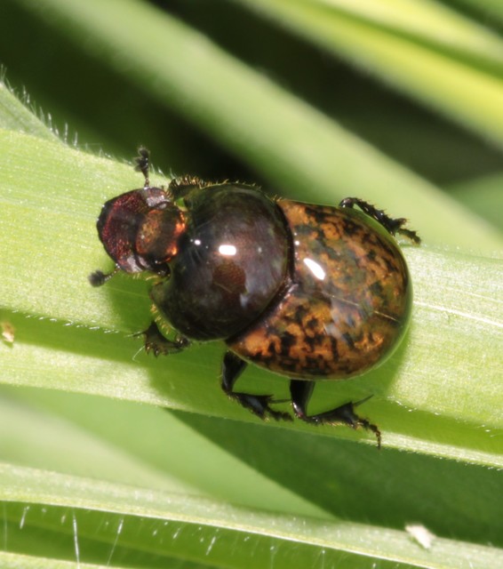 Onthophagus fracticornis - bronzos trágyatúró