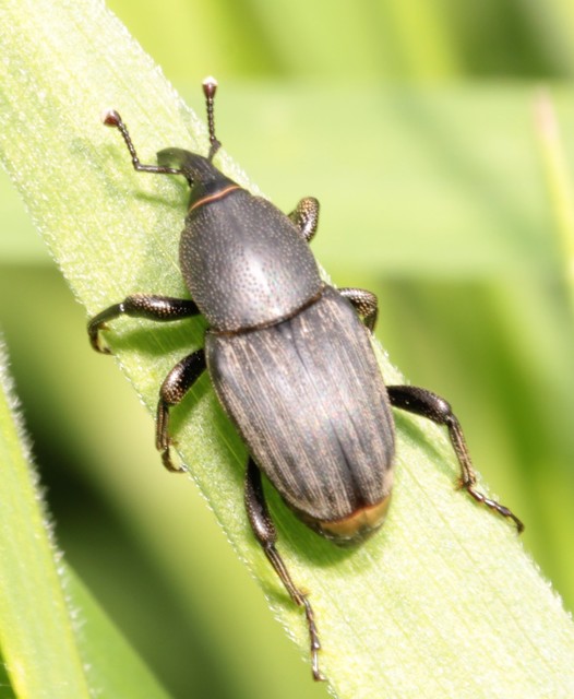 Sphenophorus striatopunctatus - mezei zsuzsok