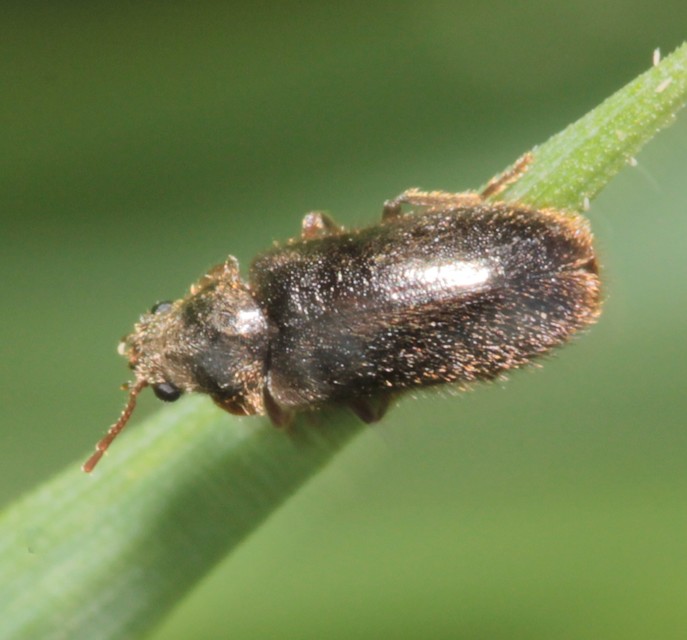 Hyperisus plumbeus - fémes álszú