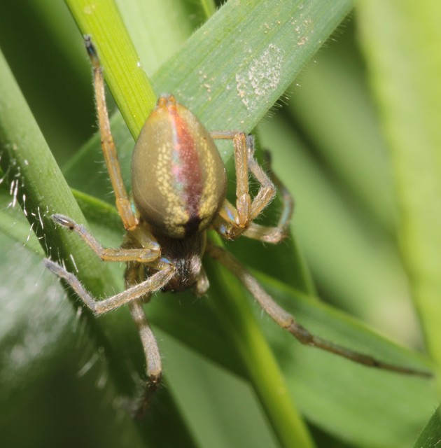 Cheiracanthium erraticum - csíkos dajkapók
