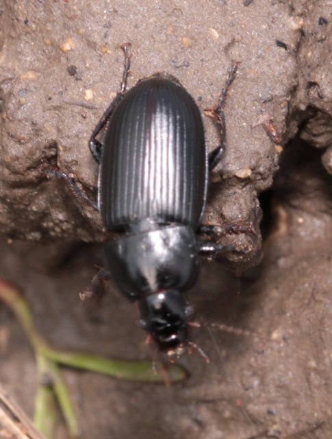 Harpalus serripes - fekete lomhafutó