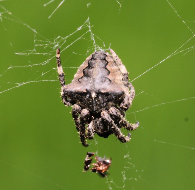 Araneus circe/angulatus