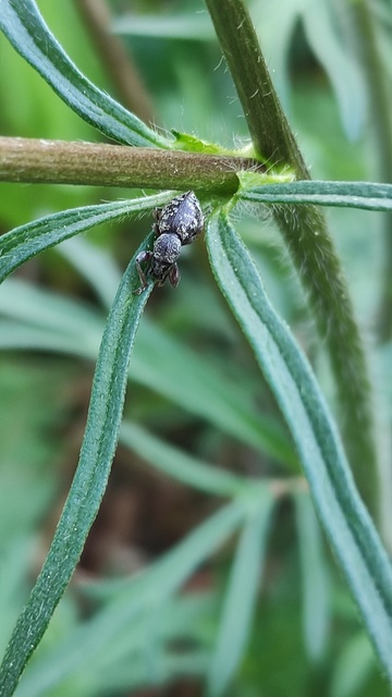 Otiorhynchus fullo - aranypikkelyes gyalogormányos