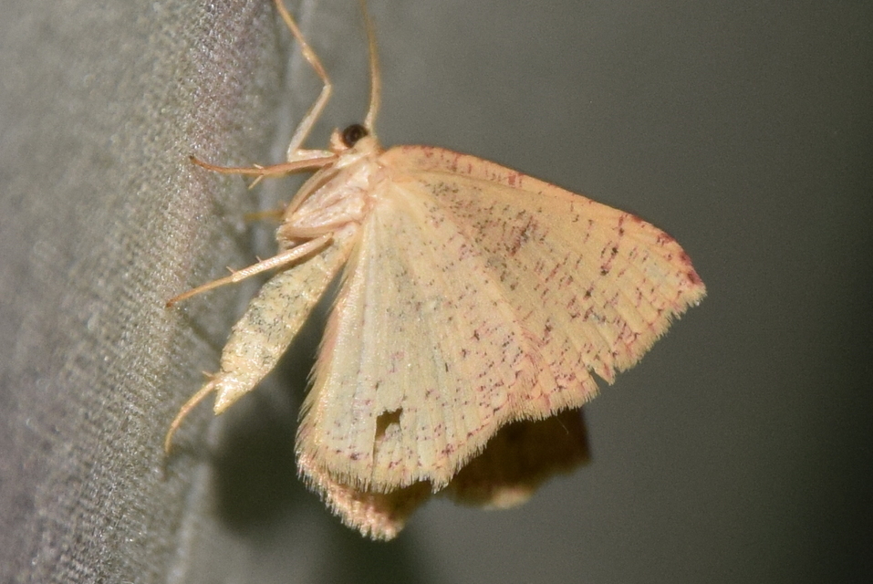 Cyclophora porata - körös pettyesaraszoló