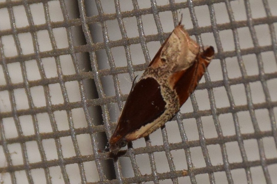 Ancylis