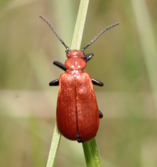 Pyrochroa serraticornis - közép-bíborbogár