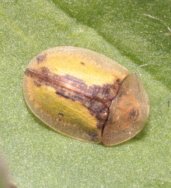 Cassida