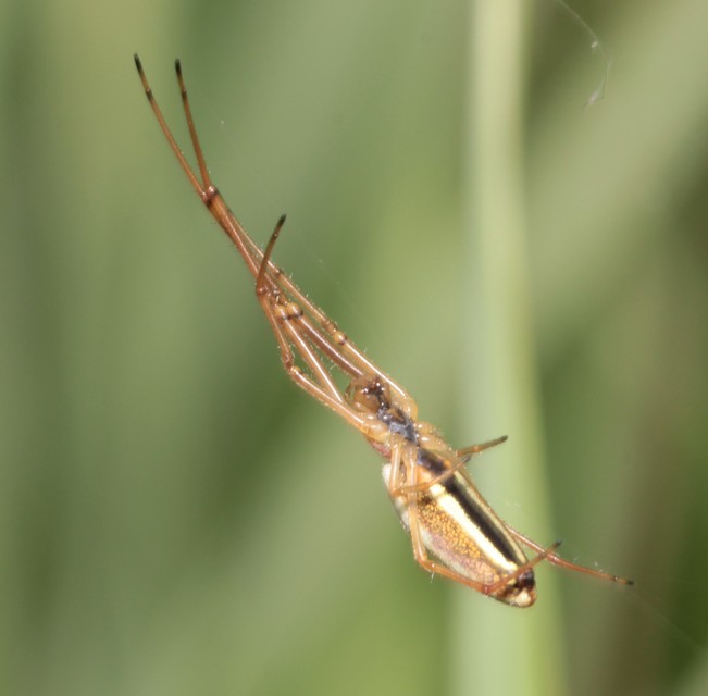 Tetragnatha