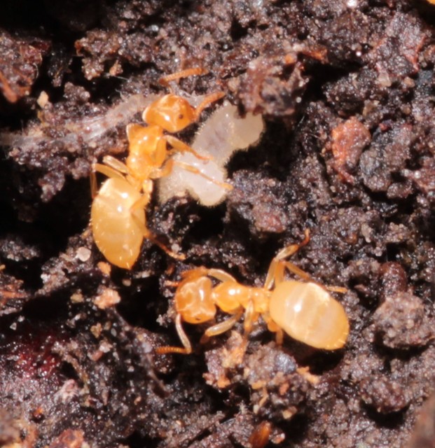 Lasius flavus - gyakori borostyánhangya