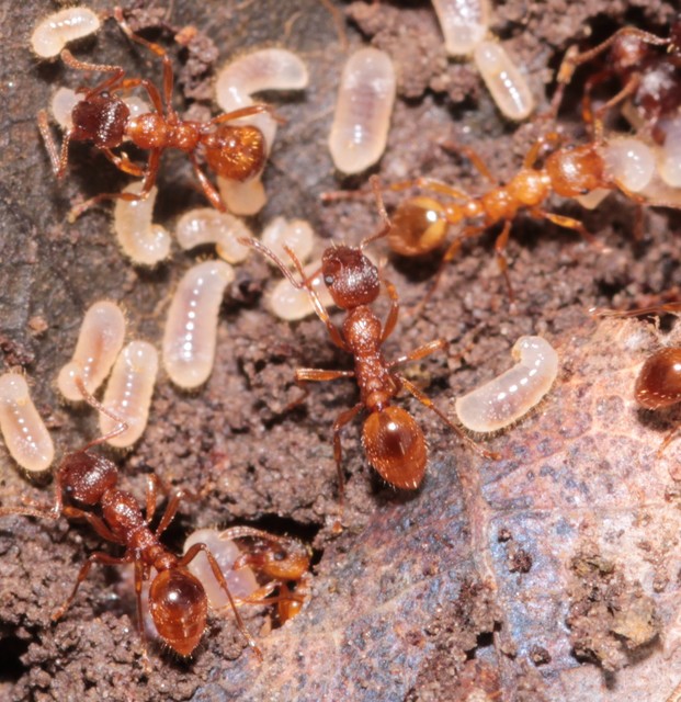 Myrmica rubra - közönséges bütyköshangya