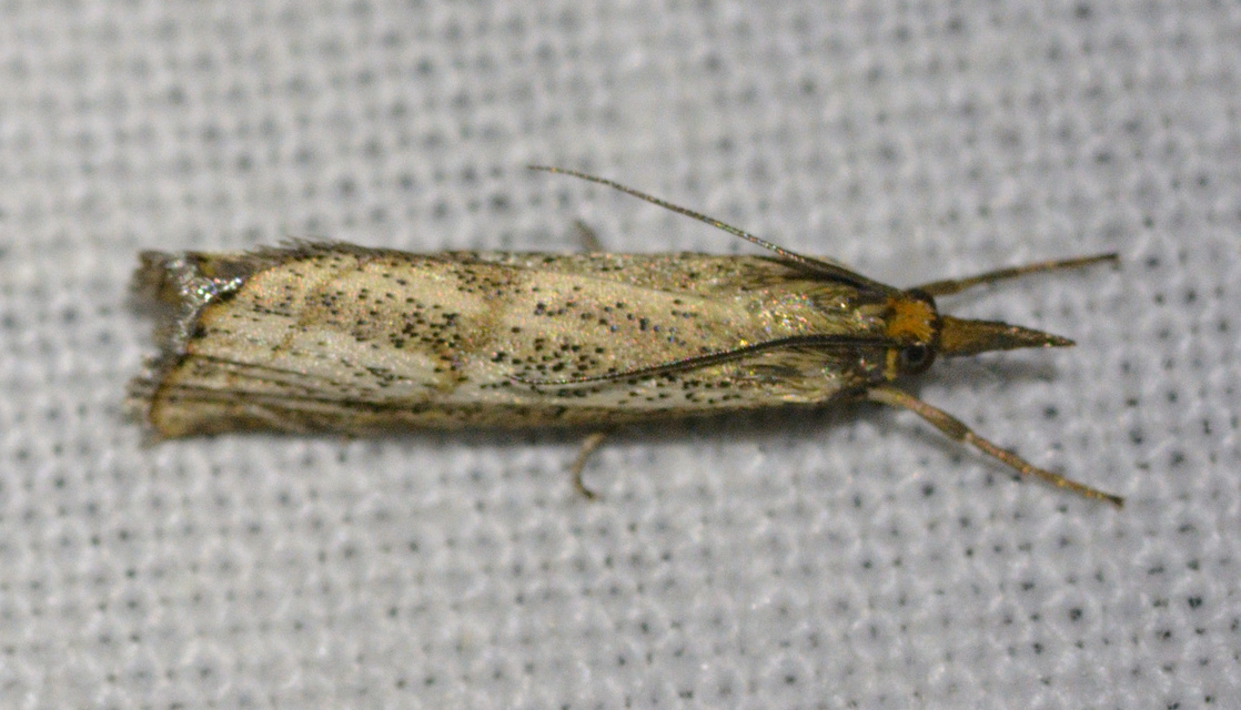 Thisanotia chrysonuchella - tavaszi fűgyökérmoly