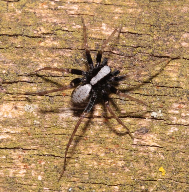 Pardosa alacris/lugubris