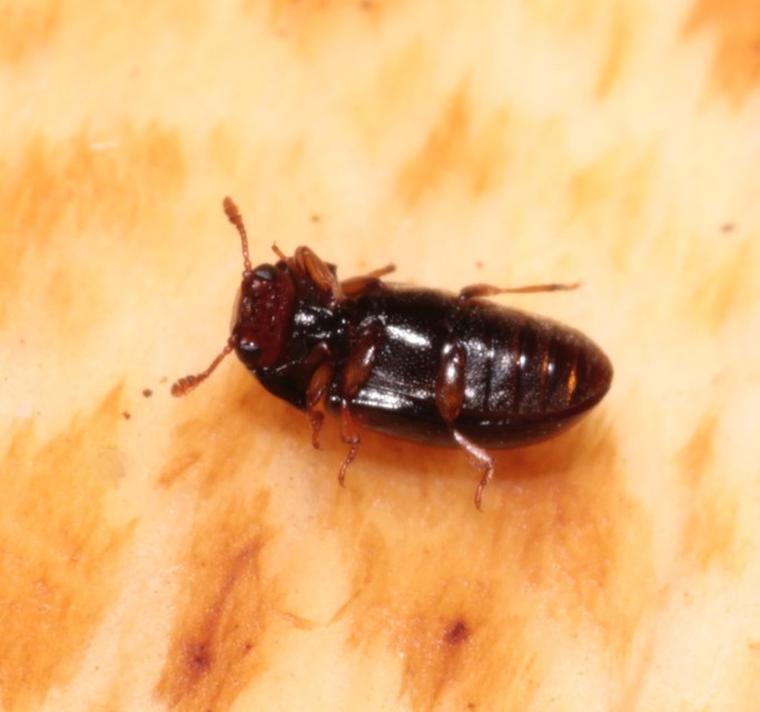 Dacne rufifrons