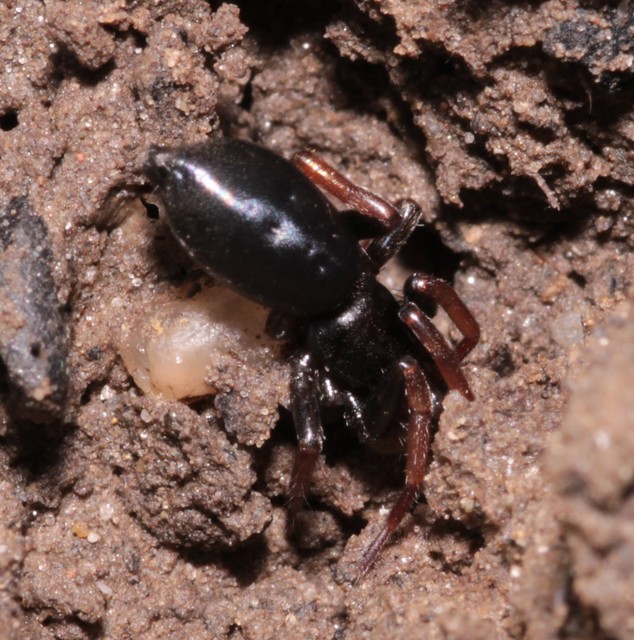 Trachyzelotes pedestris - vöröslábú gyászpók