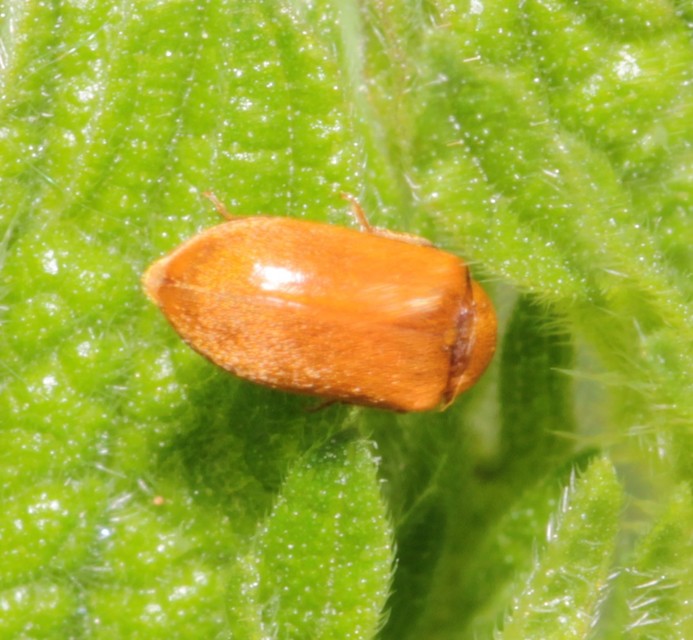 Byturus ochraceus - gyömbérgyökérbogár