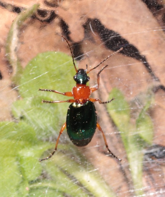 Lebia chlorocephala - díszes cserjefutó