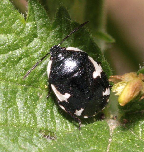 Tritomegas sexmaculatus - hatfoltos földipoloska