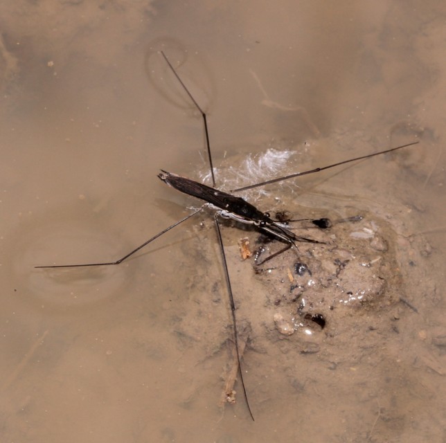 Gerridae - molnárpoloskák