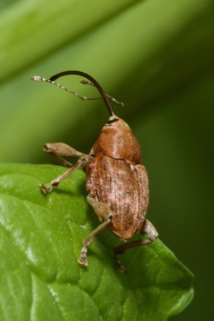 Curculio glandium - tölgymakkzsuzsóka