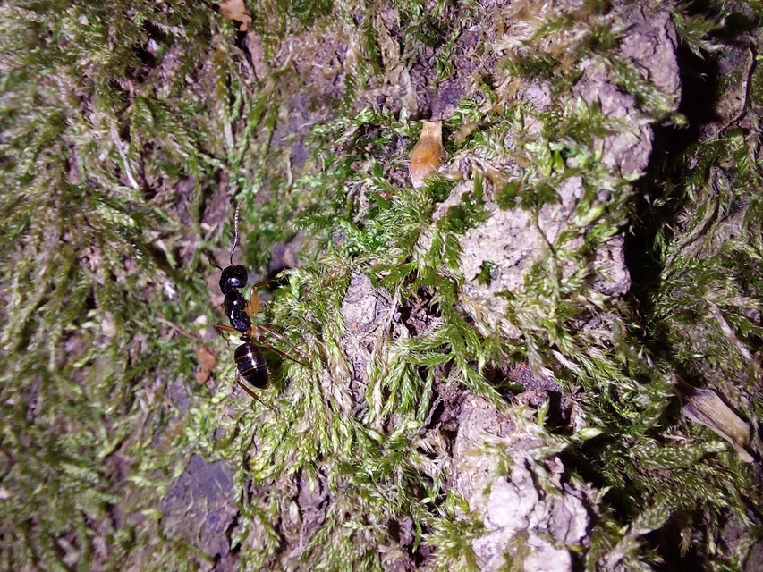 Camponotus tergestinus - sárgalábú lóhangya