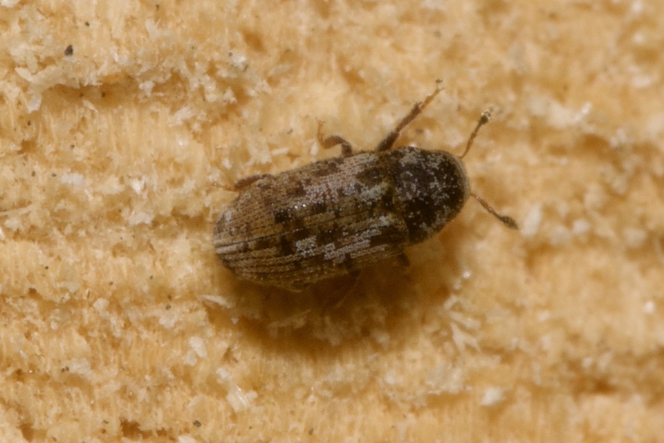 Pteleobius vittatus - csíkos szilszú