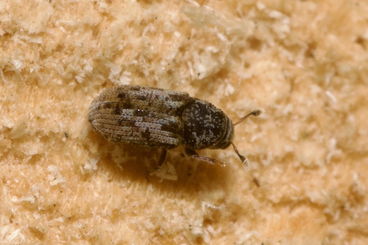 Pteleobius vittatus - csíkos szilszú