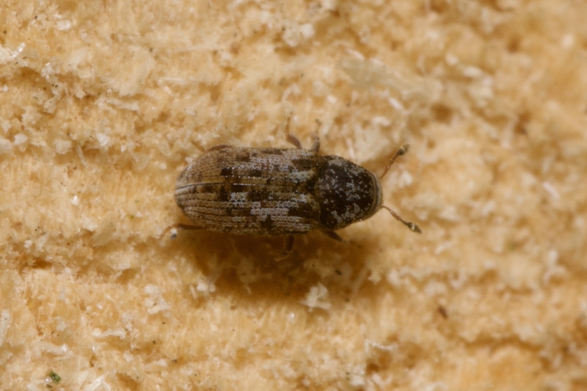 Pteleobius vittatus - csíkos szilszú