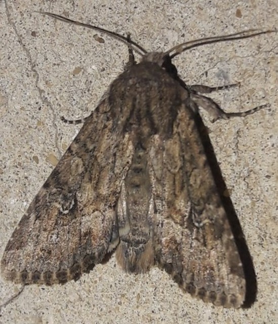 Apamea anceps - közönséges dudvabagoly