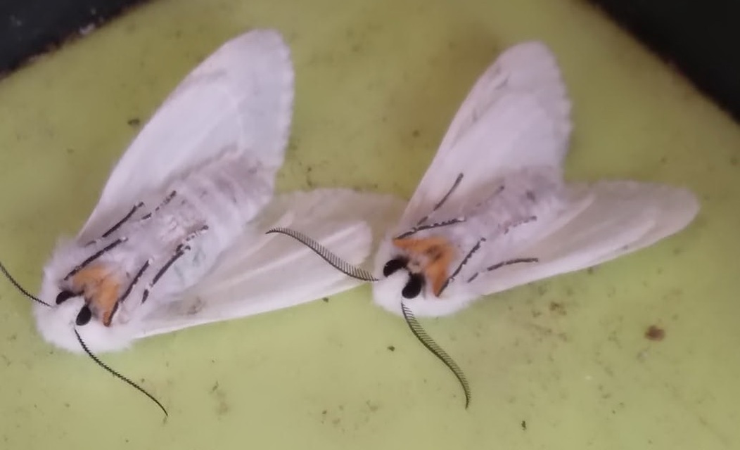 Hyphantria cunea - amerikai fehér medvelepke