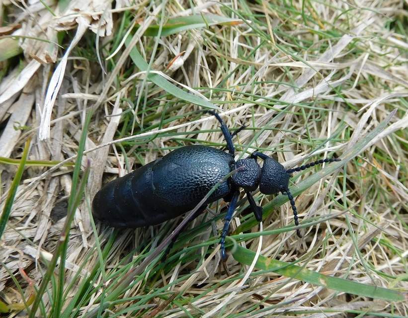 Meloe cicatricosus - óriásnünüke