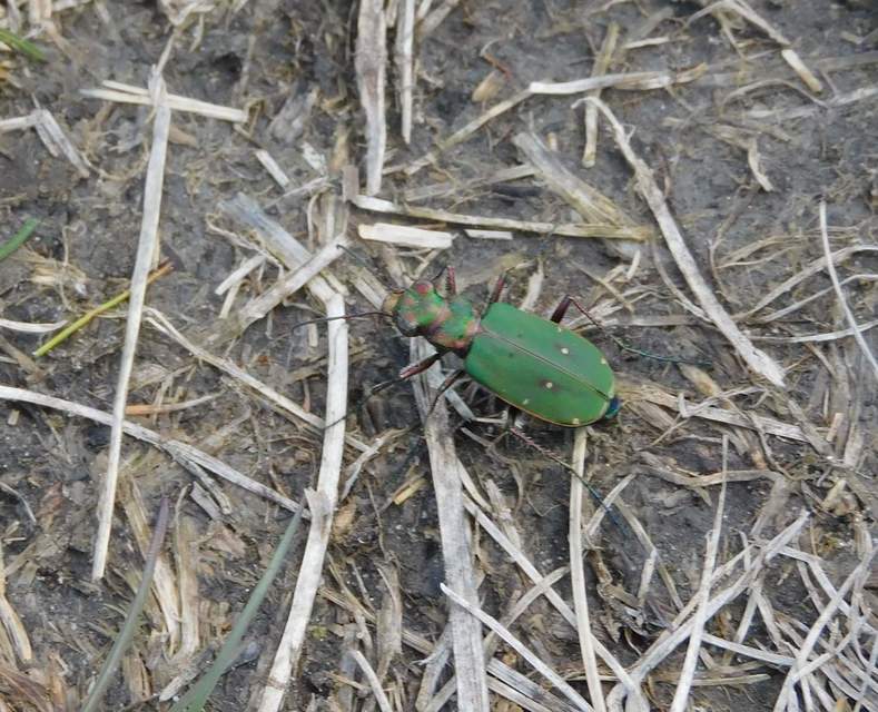 Cicindela campestris - mezei homokfutrinka