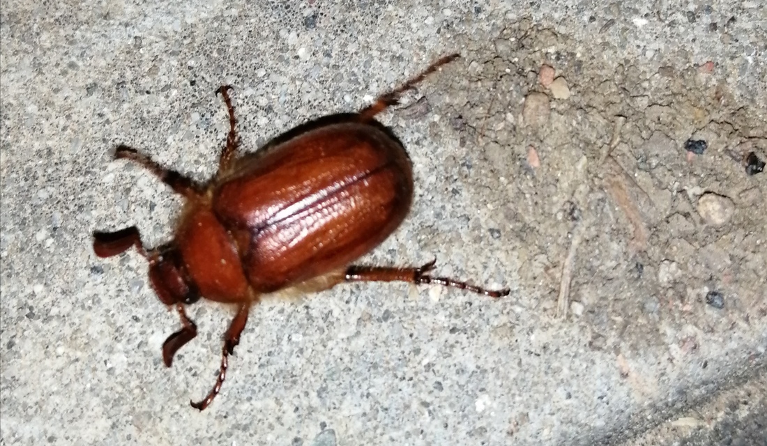 Holochelus aequinoctialis - tavaszeleji cserebogár