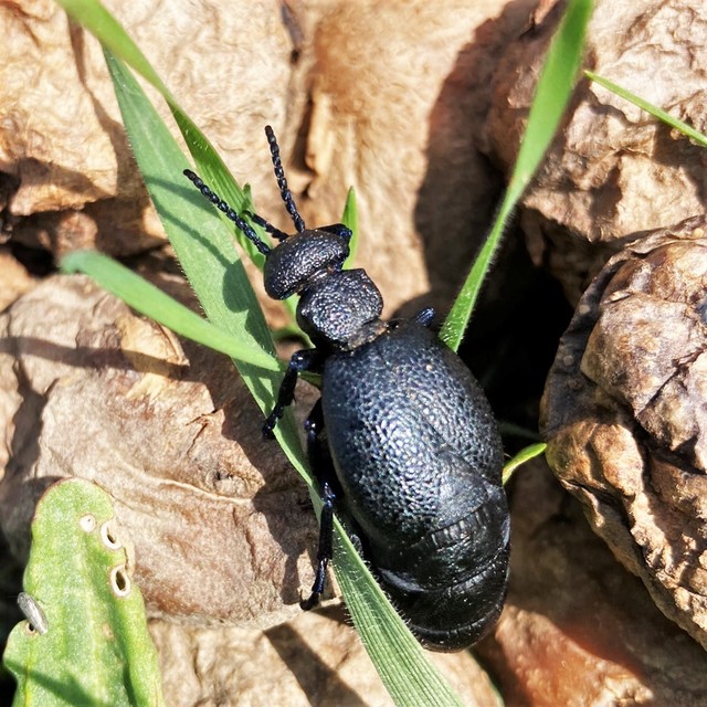 Meloe cicatricosus - óriásnünüke