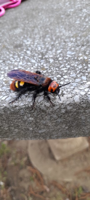 Megascolia maculata - óriás-tőrösdarázs