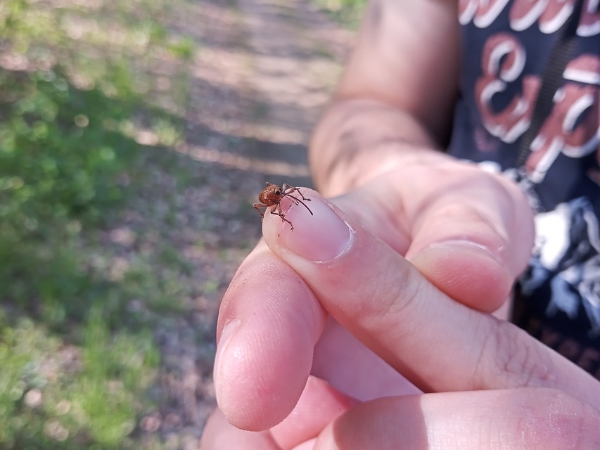 Curculio glandium - tölgymakkzsuzsóka