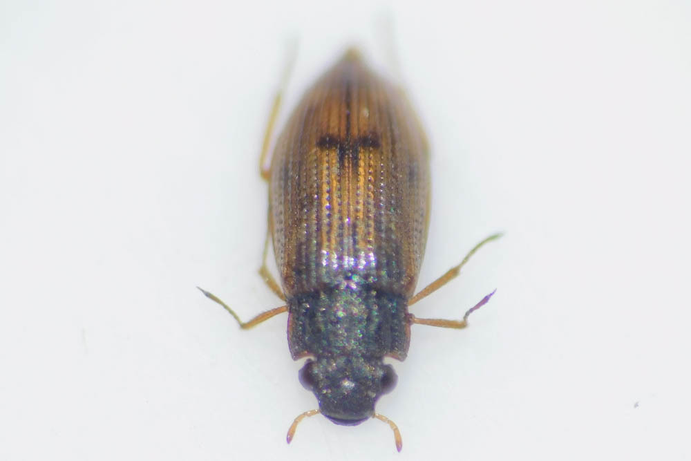 Helophorus