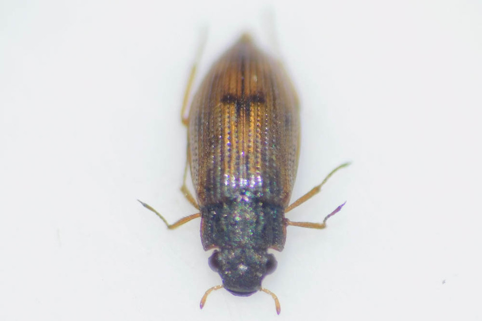 Helophorus