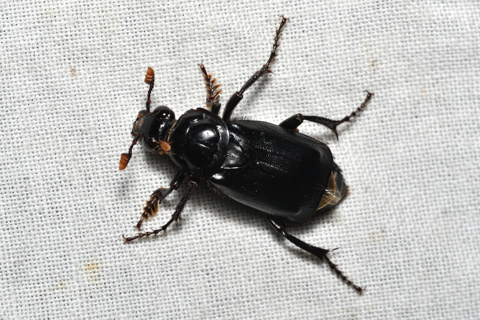 Nicrophorus humator - fekete temetőbogár