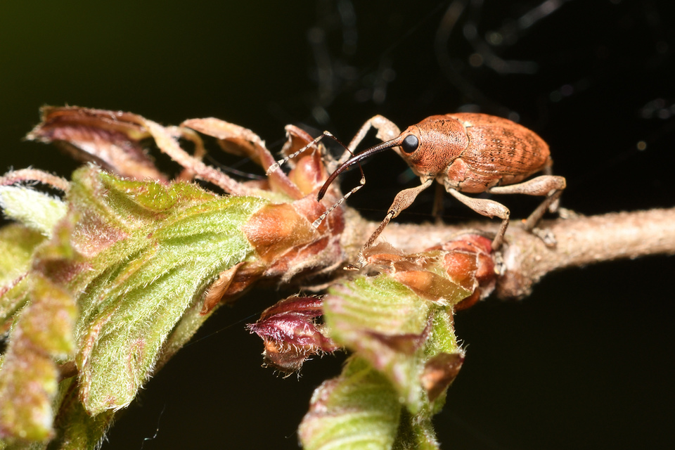 Curculio glandium - tölgymakkzsuzsóka