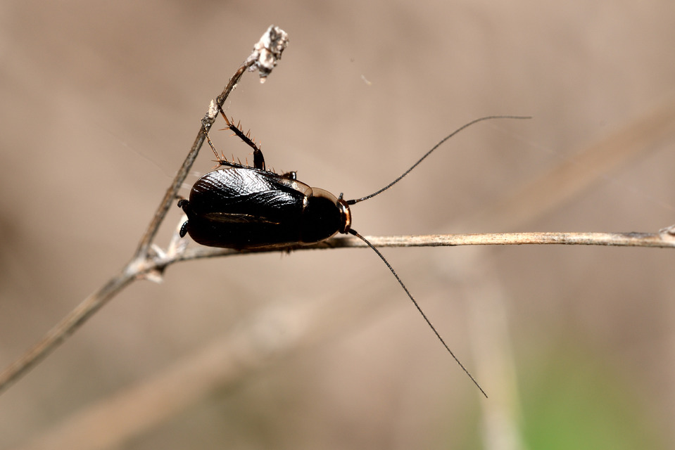 Phyllodromica latipennis - szélesszárnyú avarcsótány