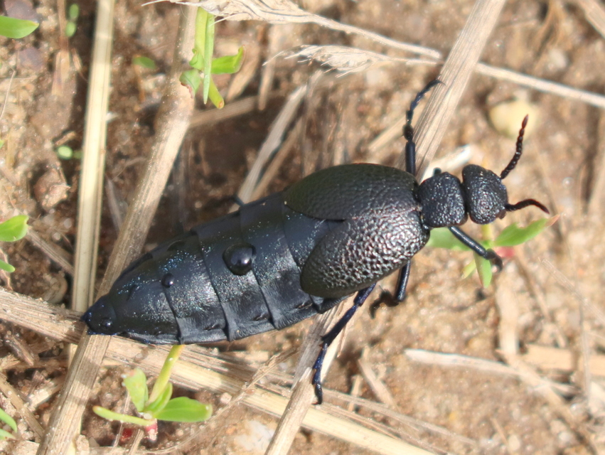 Meloe cicatricosus - óriásnünüke