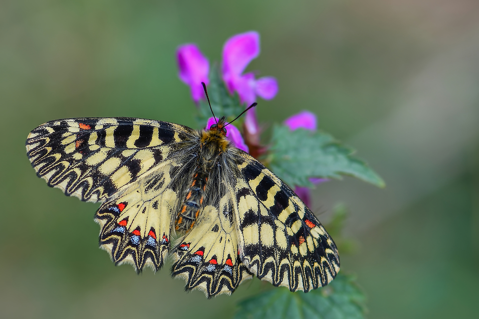 Zerynthia polyxena - farkasalmalepke