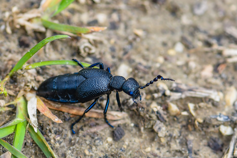 Meloe proscarabaeus - közönséges nünüke
