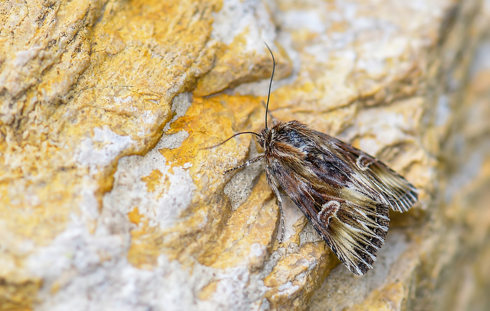 Actinotia radiosa - kis sugarasbagoly